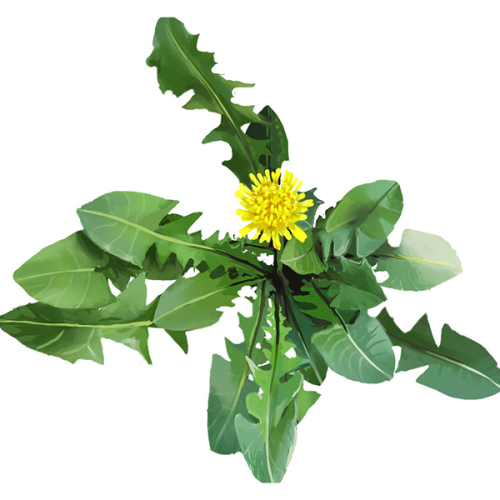 Naturalistic Illustration