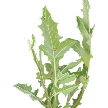 Grespino (Sonchus oleraceus)