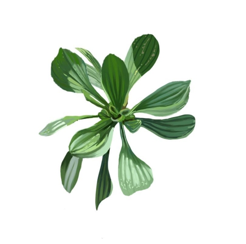 Plantain (Plantago lanceolata)